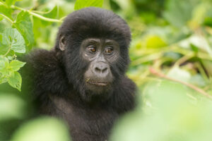 Read more about the article Bwindi vs Mgahinga: Which Uganda Gorilla Park Should You Choose?