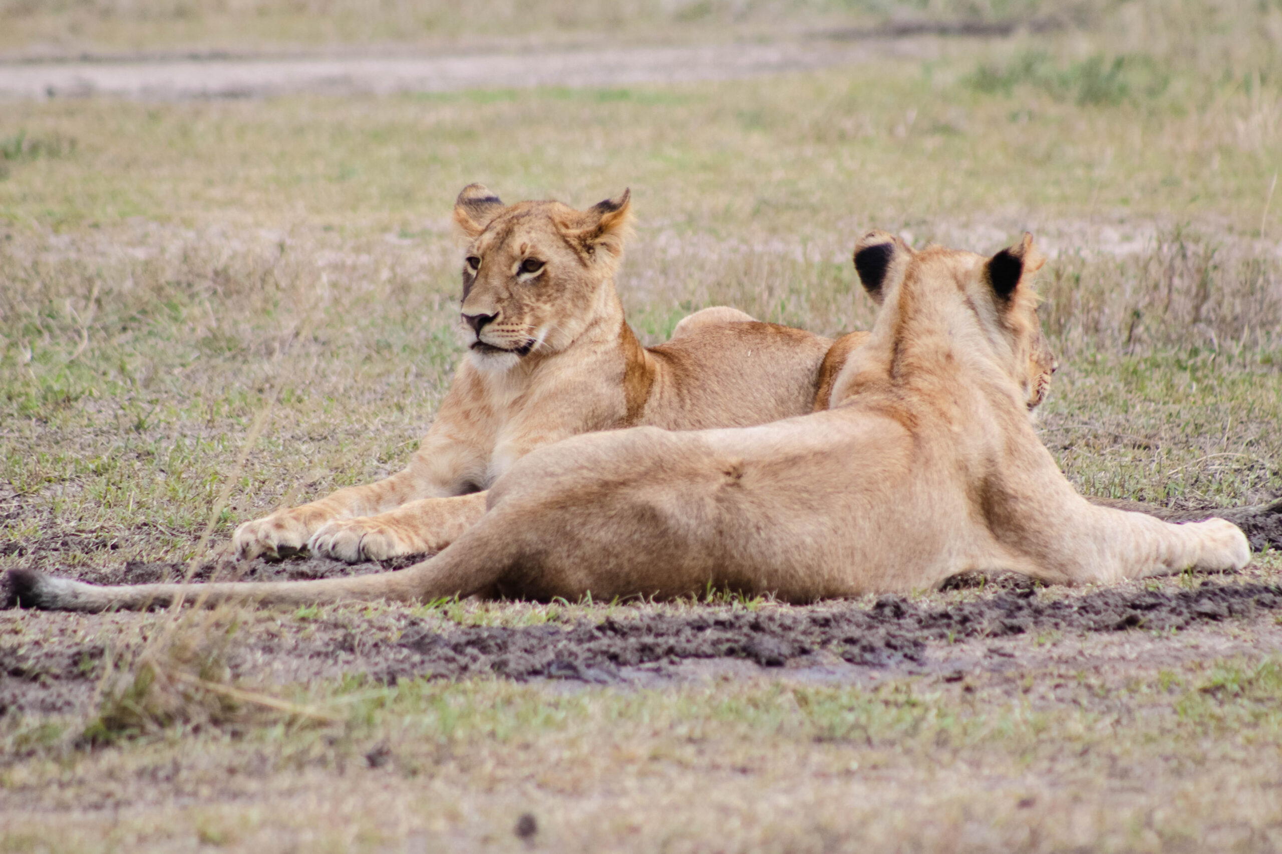 Kidepo Valley National Park